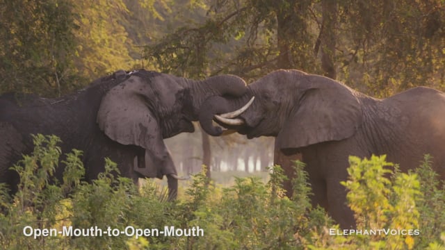 Open-Mouth-to-Open-Mouth. Context: Social Play (2)