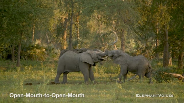 Open-Mouth-to-Open-Mouth. Context: Social Play (3)