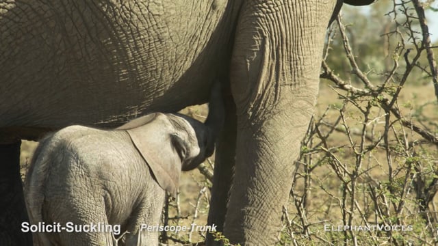 Solicit-Suckling. Context: Calf Nourishment & Weaning (3)
