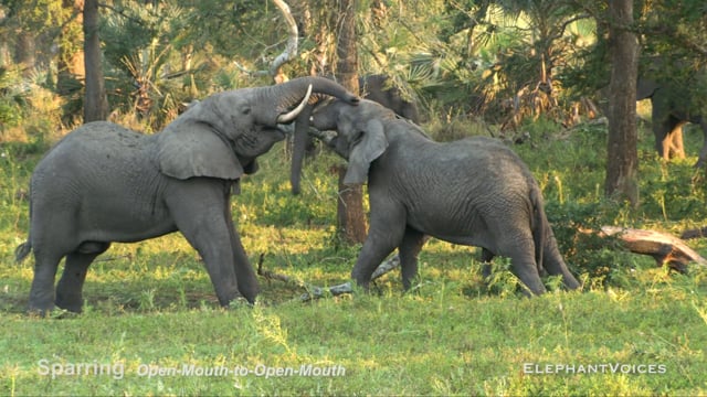 Sparring. Context: Social Play (7)