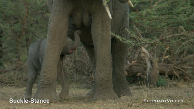 Suckle-Stance. Context: Calf Nourishment & Weaning (6)