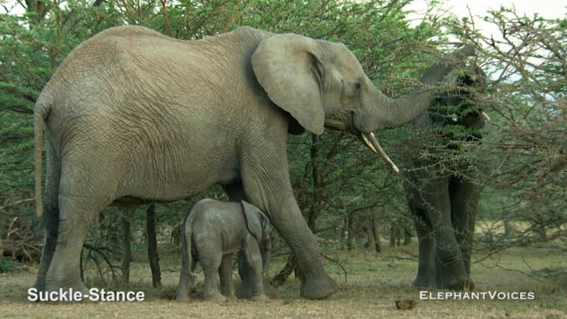 Suckle-Stance. Context: Calf Nourishment & Weaning (7)