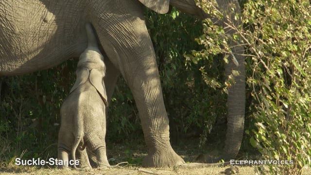 Suckle-Stance. Context: Calf Nourishment & Weaning (8)