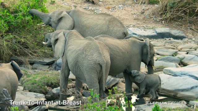 Trunk-to-Infant-at-Breast. Context: Calf Nourishment & Weaning (8)