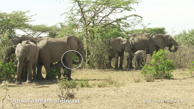 Trunk-to-Infant-at-Breast. Context: Calf Nourishment & Weaning (6)