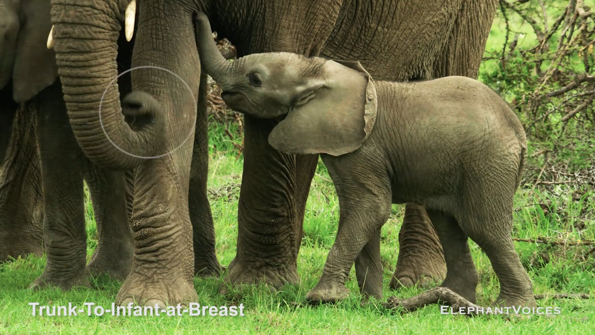 Trunk-to-Infant-at-Breast. Context: Calf Nourishment & Weaning (9)