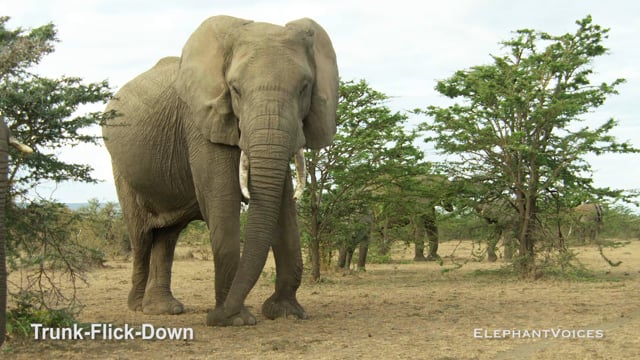 Trunk-Flick-Down. Context: Attentive (4)