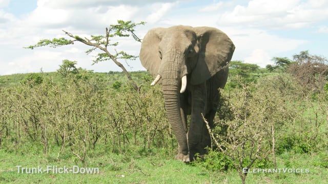 Trunk-Flick-Down. Context: Attentive (6)