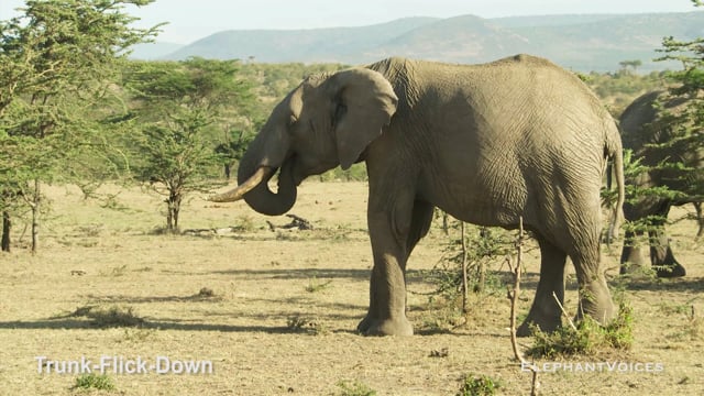 Trunk-Flick-Down. Context: Attentive (2)