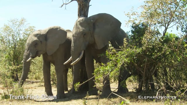 Trunk-Flick-Down. Context: Attentive (3)