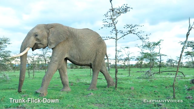 Trunk-Flick-Down. Context: Attentive (5)