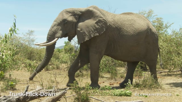Trunk-Flick-Down. Context: Attentive (7)