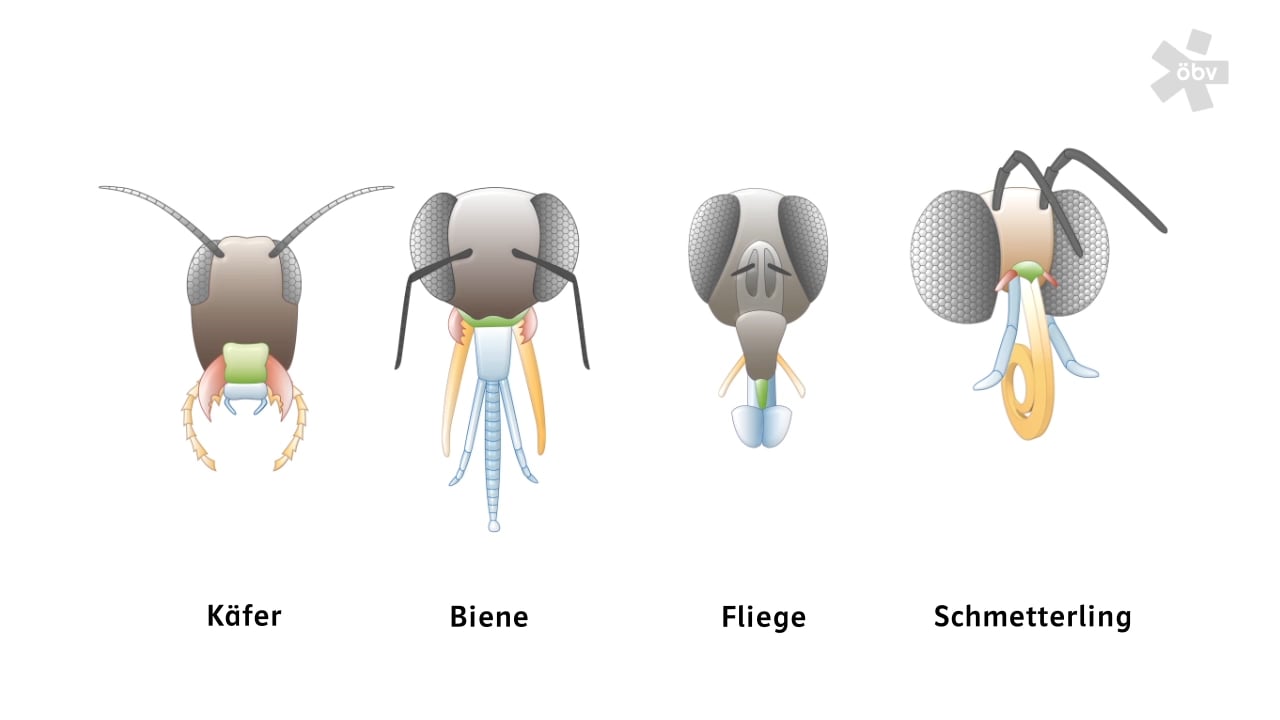 Mundwerkzeuge der Insekten on Vimeo