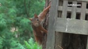 Reportage d'InfoBassin sur le Village nature de La Jenny (5:08)