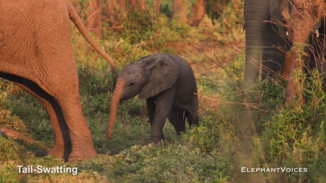 Tail-Swatting. Context: Calf Reassurance & Protection (1)