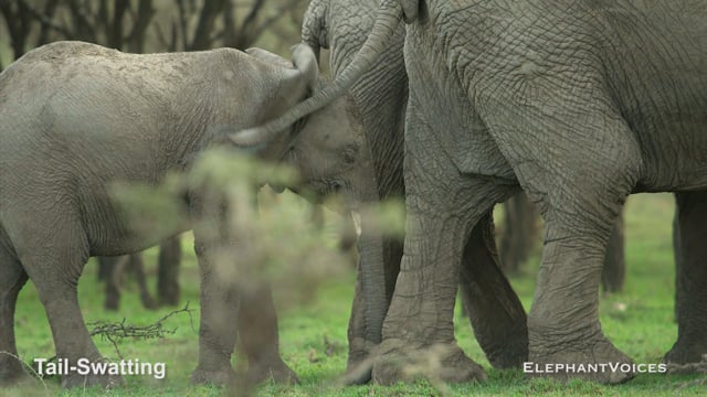 Tail-Swatting. Context: Calf Reassurance & Protection (2)