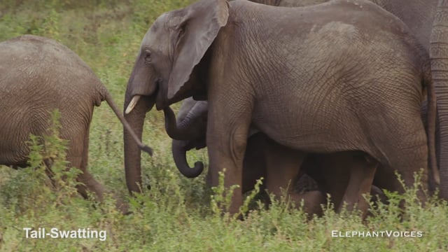 Tail-Swatting. Context: Movement Space & Leadership (3)