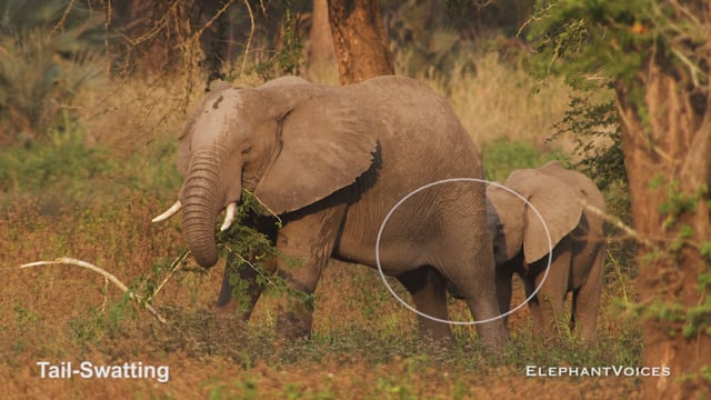 Tail-Swatting. Context: Movement Space & Leadership (4)