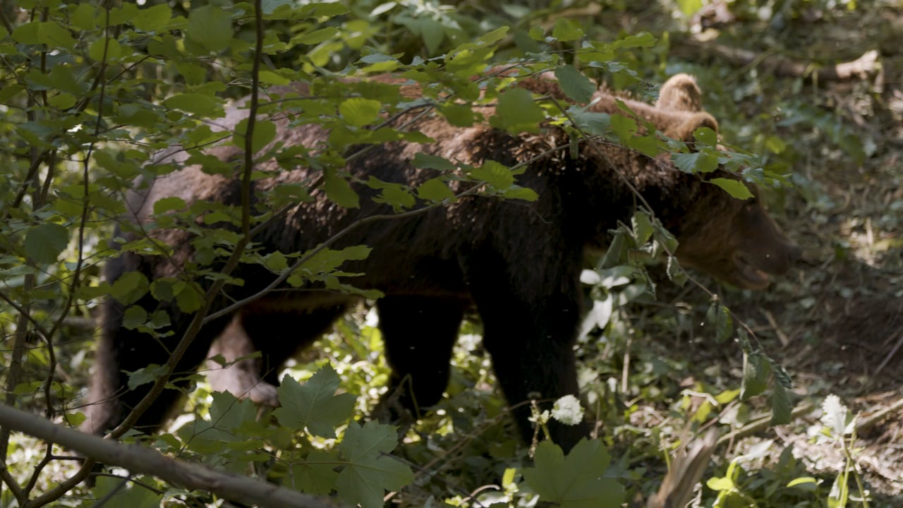 BEAR WOOD - MASTER_2