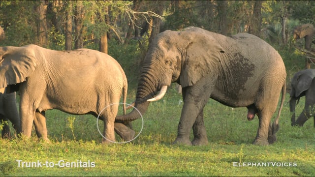 Trunk-to-Genitals. Context: Advertisement & Attraction (3)