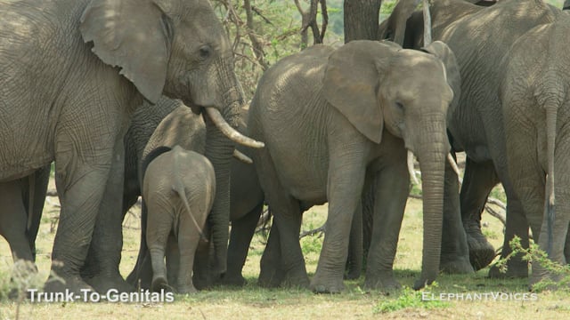 Trunk-to-Genitals. Context: Advertisement & Attraction (4)