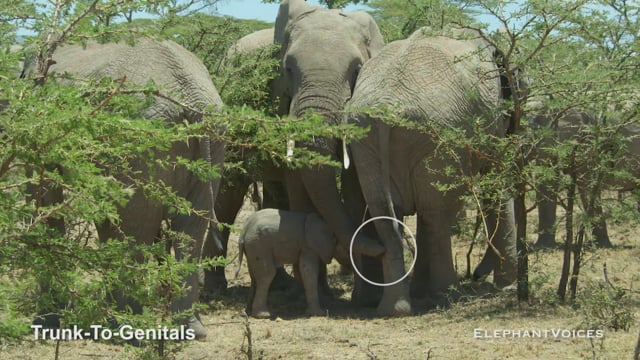Trunk-to-Genitals. Context: Advertisement & Attraction (5)