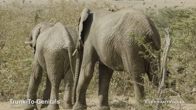Trunk-to-Genitals. Context: Advertisement & Attraction (8)