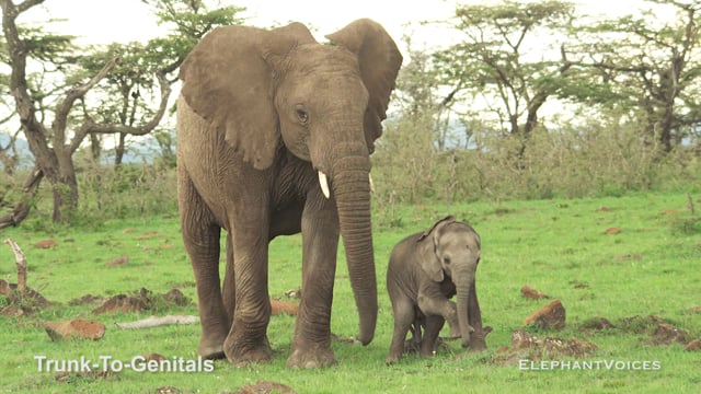 Trunk-to-Genitals. Context: Calf Reassurance & Protection (9)