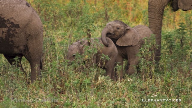 Trunk-to-Genitals. Context: Calf Reassurance & Protection (1)