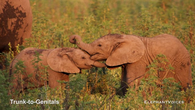 Trunk-to-Genitals. Context: Calf Reassurance & Protection (2)