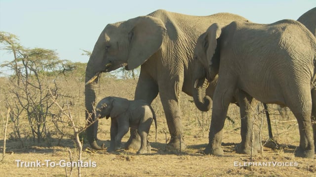 Trunk-to-Genitals. Context: Calf Reassurance & Protection (3)
