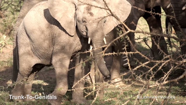 Trunk-to-Genitals. Context: Calf Reassurance & Protection (4)