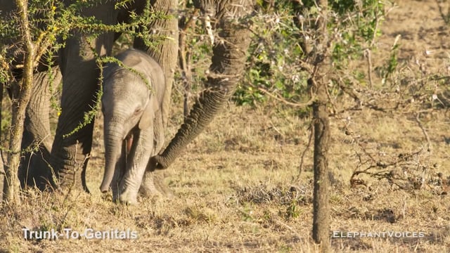 Trunk-to-Genitals. Context: Calf Reassurance & Protection (6)