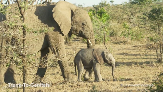 Trunk-to-Genitals. Context: Calf Reassurance & Protection (7)