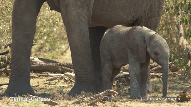 Trunk-to-Genitals. Context: Calf Reassurance & Protection (8)