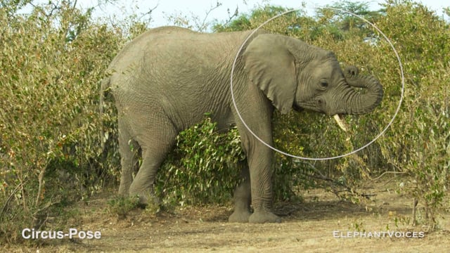 Circus-Pose. Context: Novel & Idiosyncratic (6)