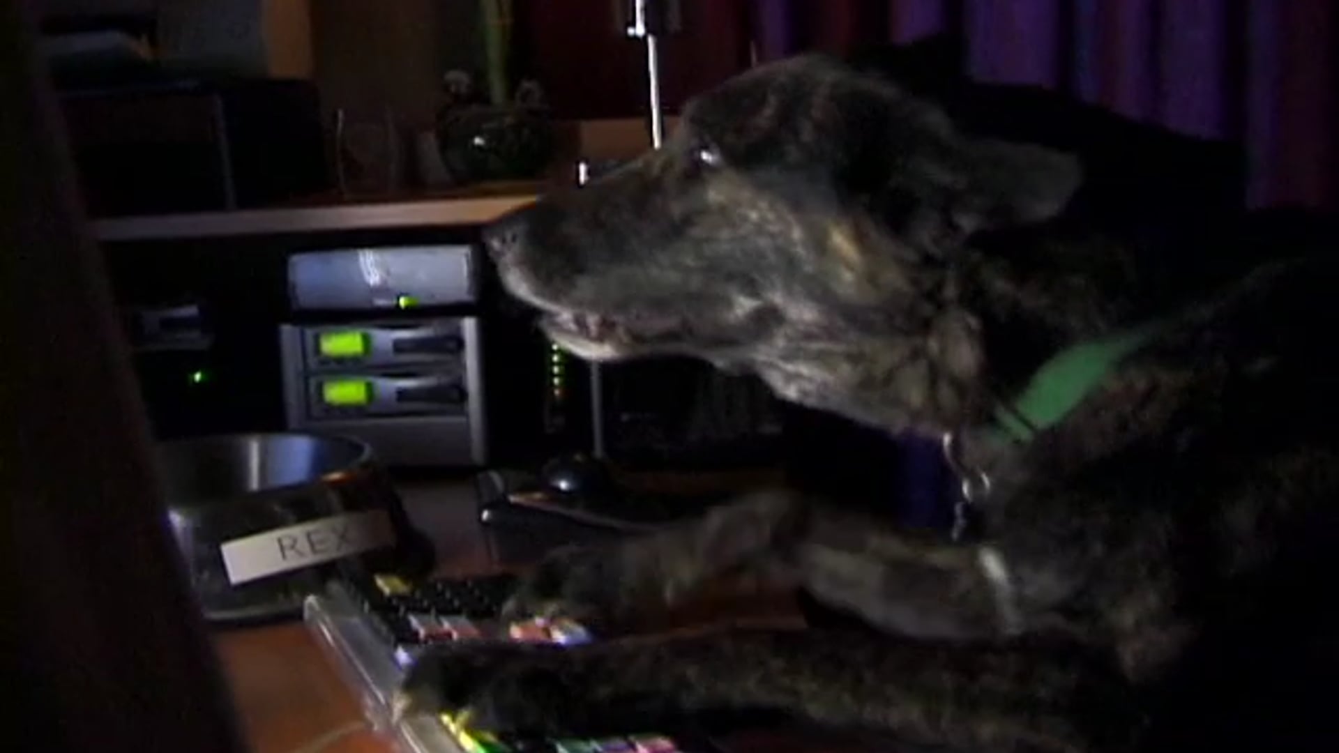 EditDog Commercial