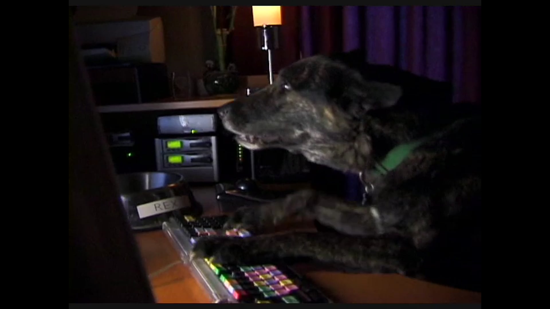 EditDog Commercial