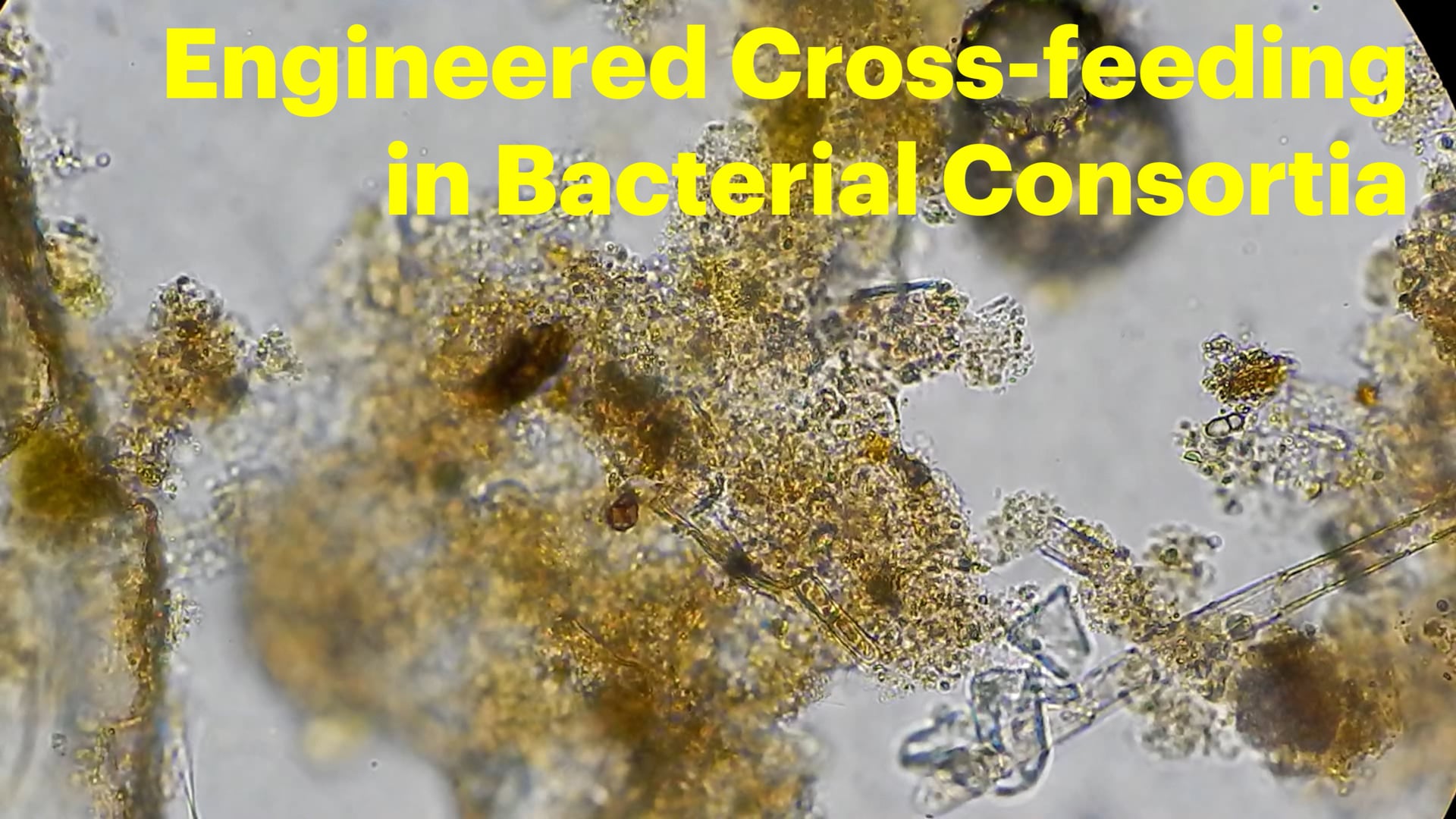 Engineered Cross-feeding in Bacterial Consortia