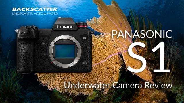 Panasonic S1 | Underwater Camera Review