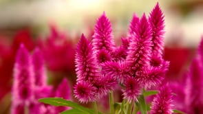 TLC Garden Centers - Customer Success Story