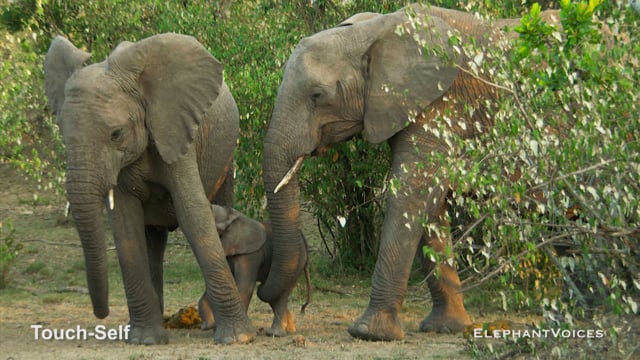 Trunk-Sucking. Context: Ambivalent (4)