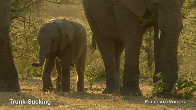 Trunk-Sucking. Context: Attentive (2)