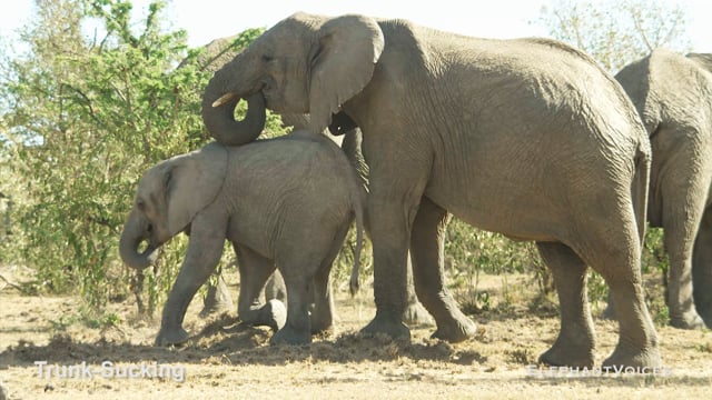 Trunk-Sucking. Context: Attentive (4)