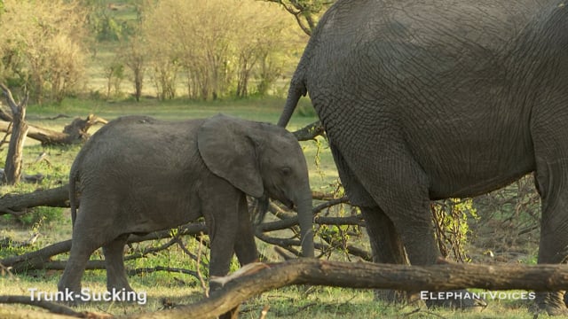 Trunk-Sucking. Context: Ambivalent (3)