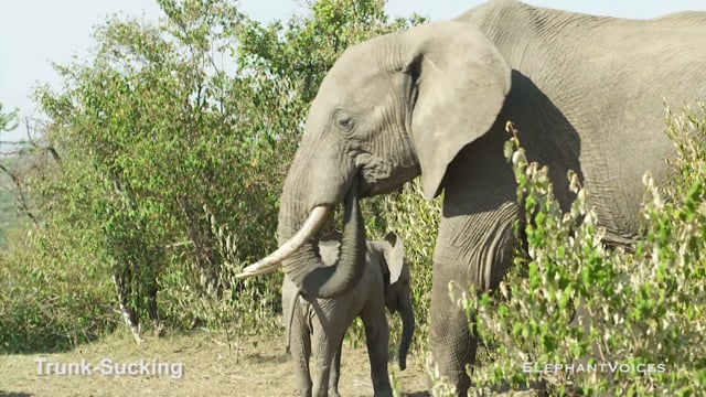 Trunk-Sucking. Context: Attentive (1)