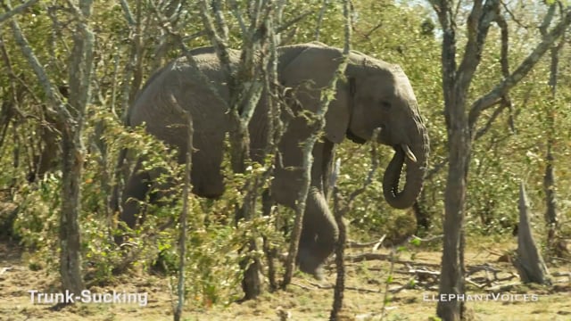 Trunk-Sucking. Context: Attentive (3)