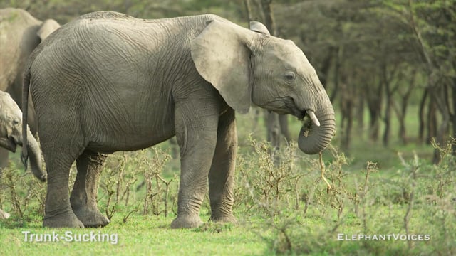 Trunk-Sucking. Context: Attentive (5)
