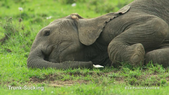 Trunk-Sucking. Context: Foraging & Comfort Technique (1)