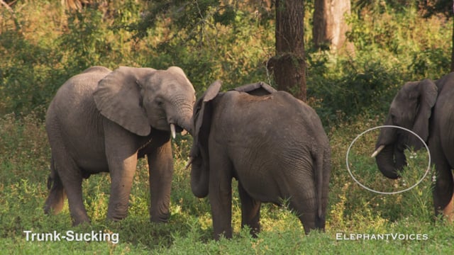 Trunk-Sucking. Context: Social Play (1)